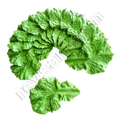 LETTUCE LEAVES PACK 12 PCS.